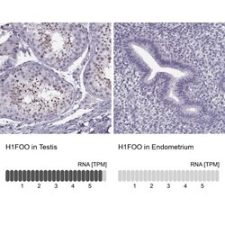 H1FOO Antibody, Novus Biologicals 0.1mL; Unlabeled:Antibodies, Polyclonal